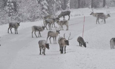 Inside Sweden's perilous Sami reindeer pilgrimage