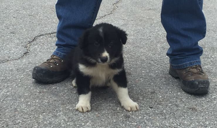 Puppy saved from quake rubble will become a rescue dog