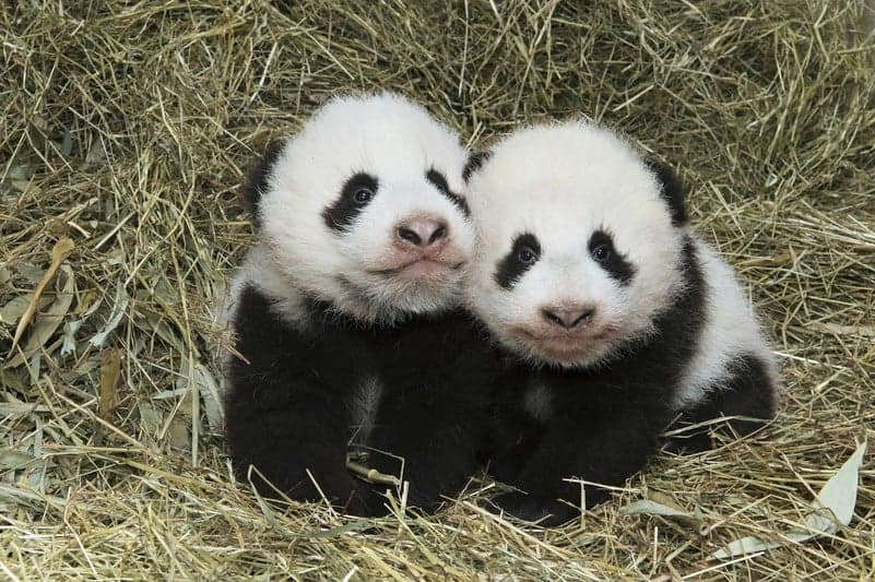 Names confirmed for Schönbrunn baby panda twins