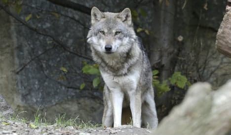 Wolf kills beloved pet dog at farmhouse door in Galicia