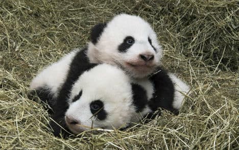 Panda twins 'baptised' at Vienna zoo