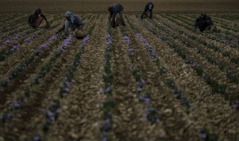 Saffron, rural Spain's crisis-beating spice