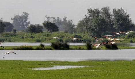 Green groups pressure Spain over 'at risk' wetlands