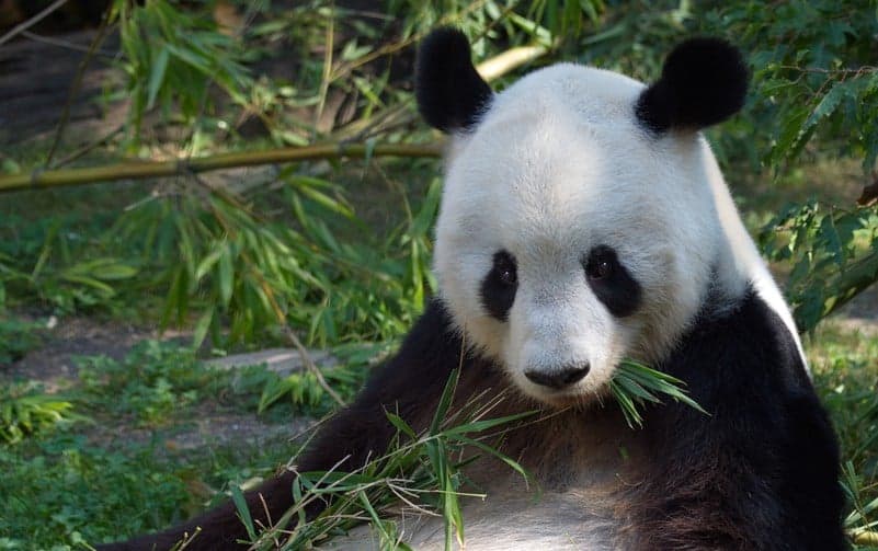 Schönbrunn Panda-Dad dead after tumour op