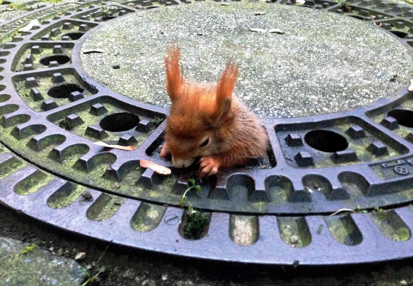 Kardashian-shaped squirrel finally freed from Munich manhole cover