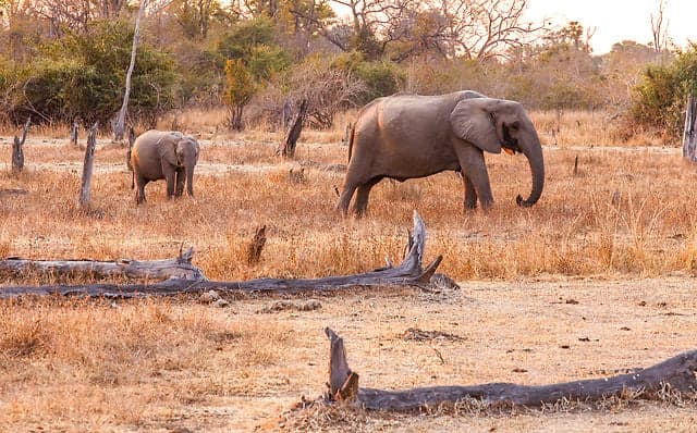 Norwegian dead after elephant attack in Malawi