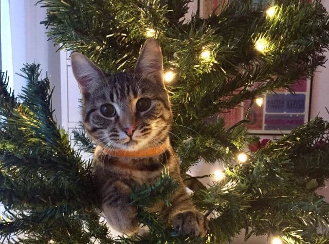 VIDEO: Swedish kitten mercilessly attacks Christmas tree