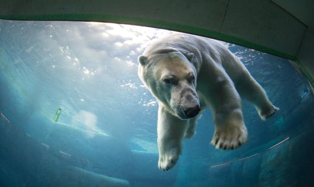 Polar bear to switch Danish zoos after ‘divorce’