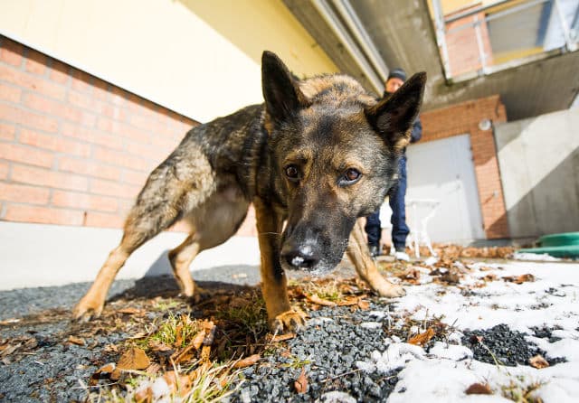 Swedish police dog interrupts 'intimate' couple in bizarre break-in