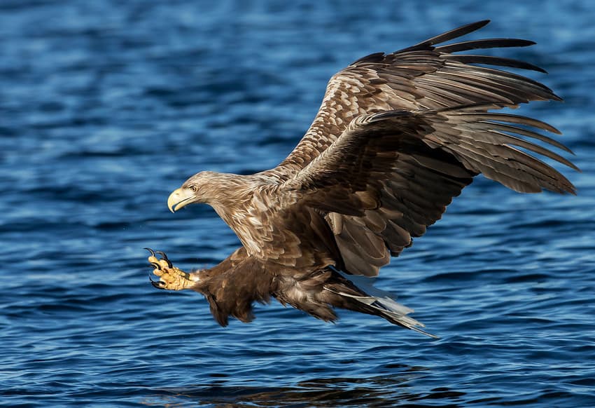 Record number of eagles now living in Denmark