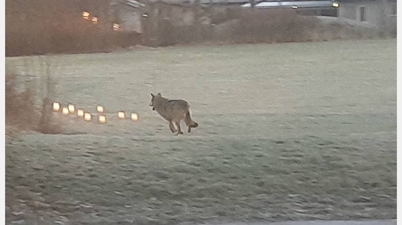 Wolf filmed prowling near Swedish nursery school