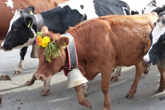 'Annoying' anti-cowbell campaigner denied Swiss passport