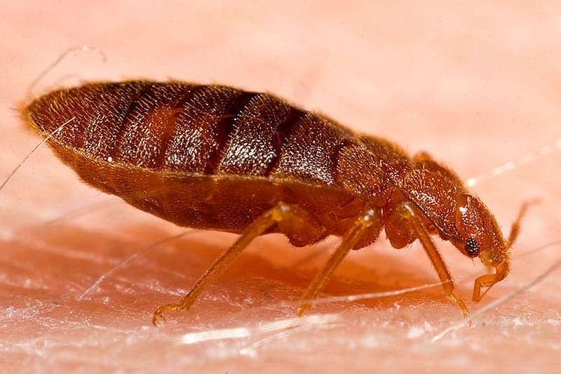 France bitten by '180,000 bed bug infestations' in just one year