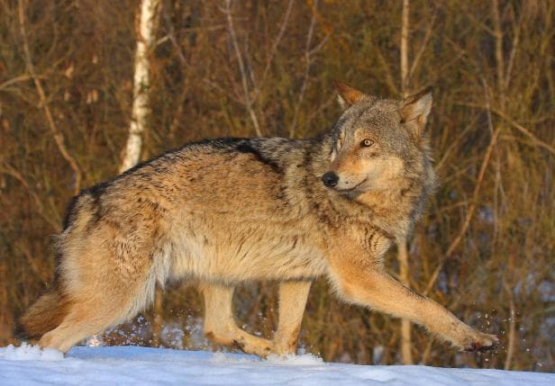 Swedish hunters kill 22 wolves in a week