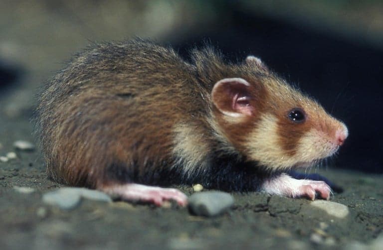 Why French hamsters are turning into cannibals