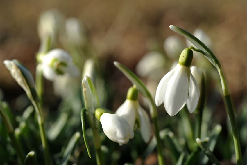 Spring likely delayed in Germany, despite warm February
