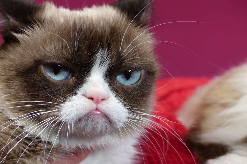 Here's why Grumpy Cat is in Berlin - and absolutely hates it
