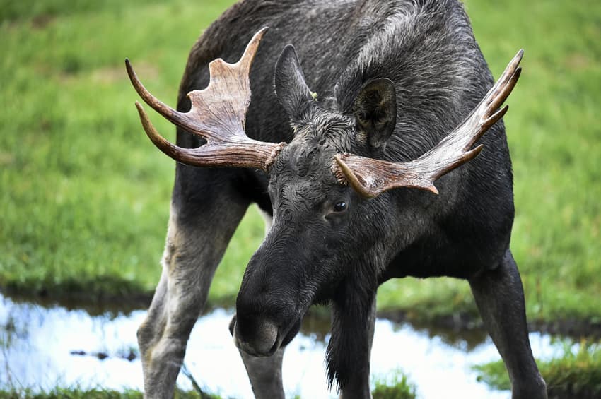 Elderly Swedish man fends off elk with cane