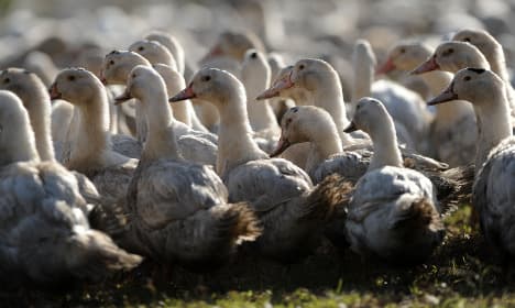 France to cull 600,000 more ducks in fight against bird flu virus