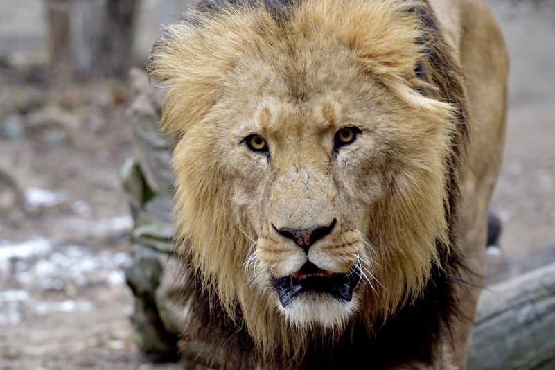 16 police officers hunt 'escaped lion' at Schönbrunn