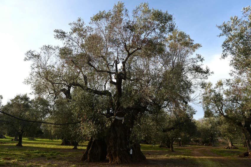 Spain's Balearic Islands hit by deadly olive tree bacteria