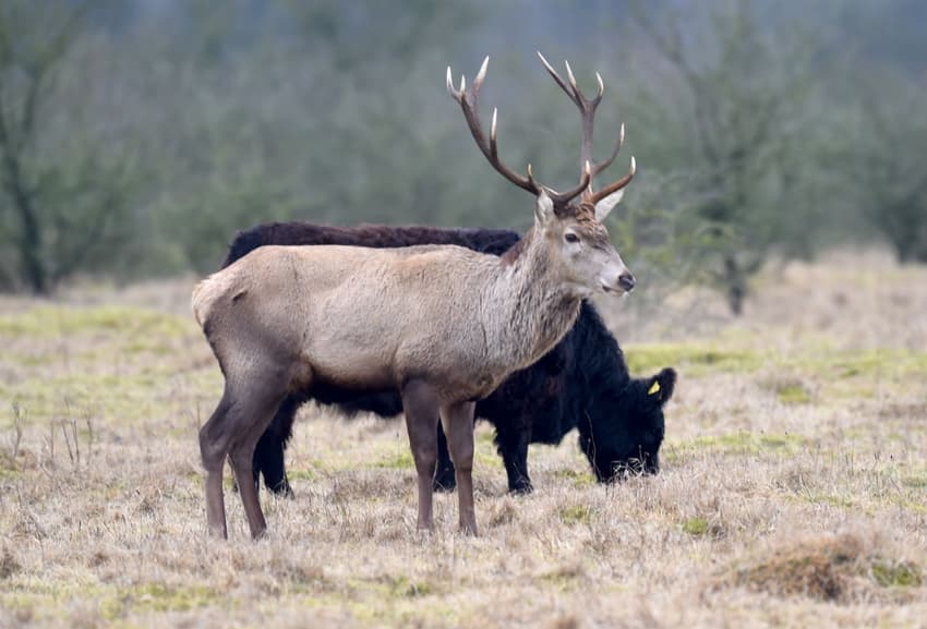 VIDEO: German stag 'pretends' to be cow to avoid being hunted