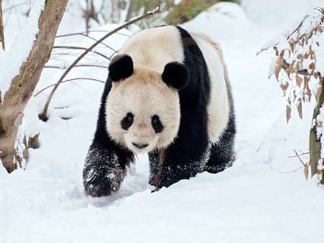 Vienna's dead panda gets stuffed for final journey