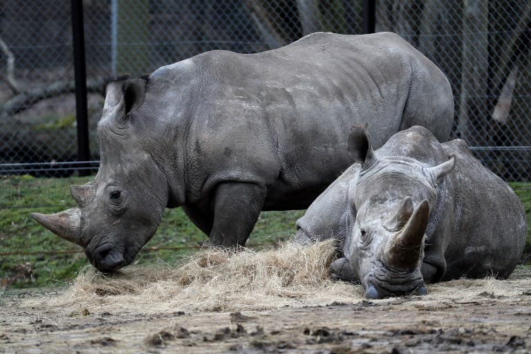 French conservations raise alarm after slaying of rhino in zoo