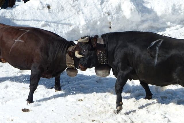 Why Swiss cows are set to lock horns this spring