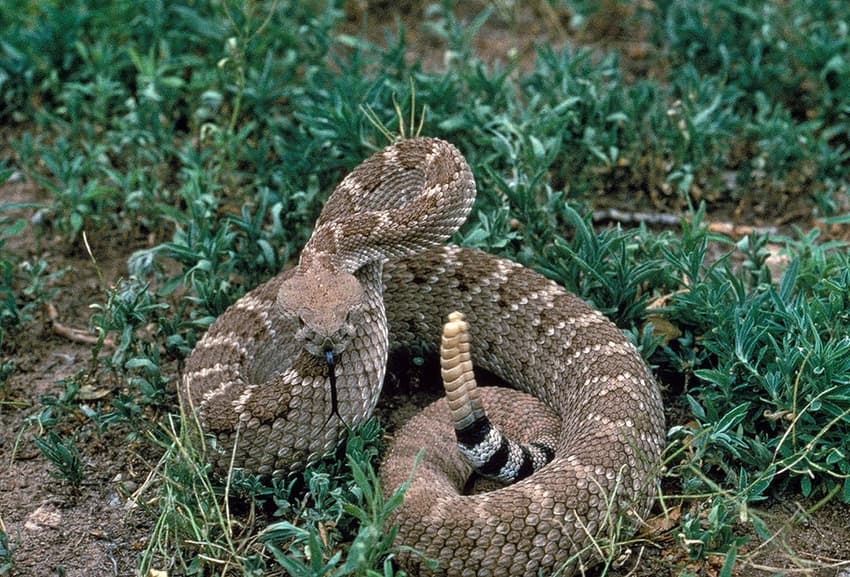 Man bitten by rattlesnake in Madrid park