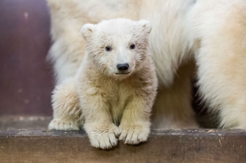 Berlin polar bear cub Fritz dies, sending animal lovers into mourning