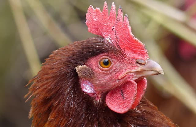Frenchman handed jail sentence after wife finds him sexually assaulting a chicken