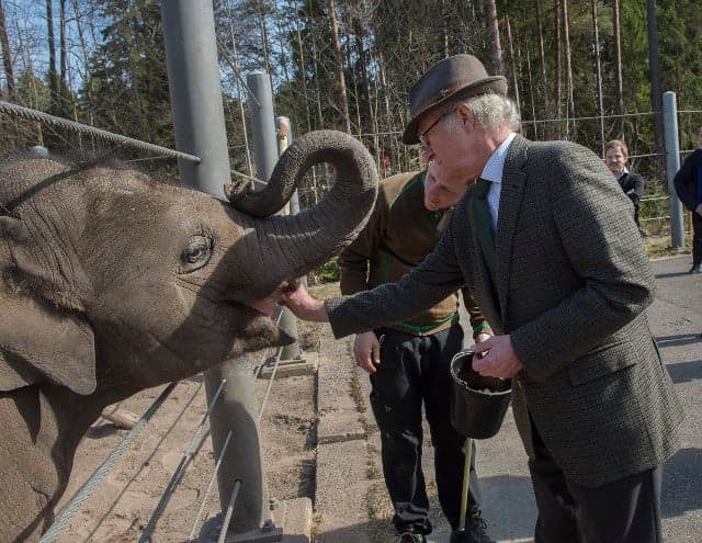 Royal elephant at Swedish zoo has deadly herpes virus