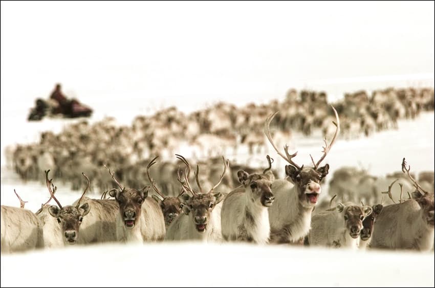 Norway authorities prepare for 'mass slaughter' of reindeer