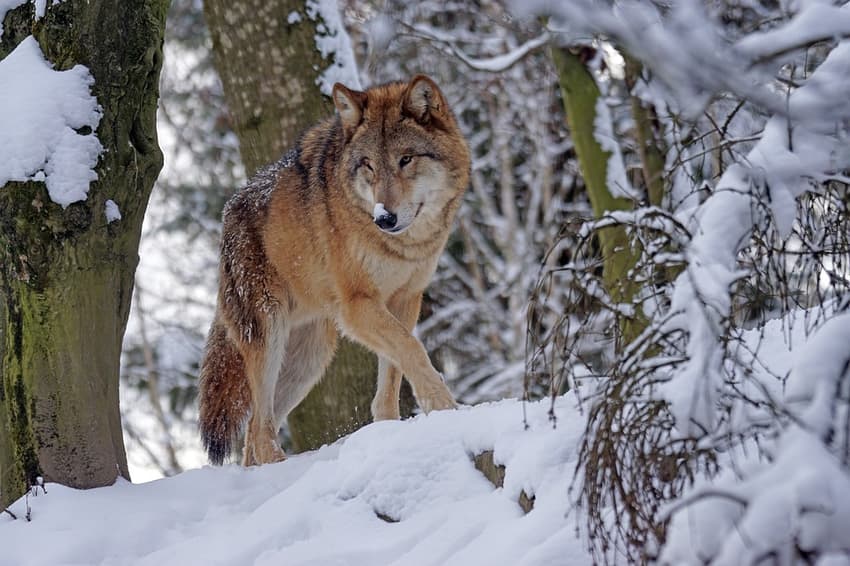 Outrage as Norway moves to allow recreational wolf hunting