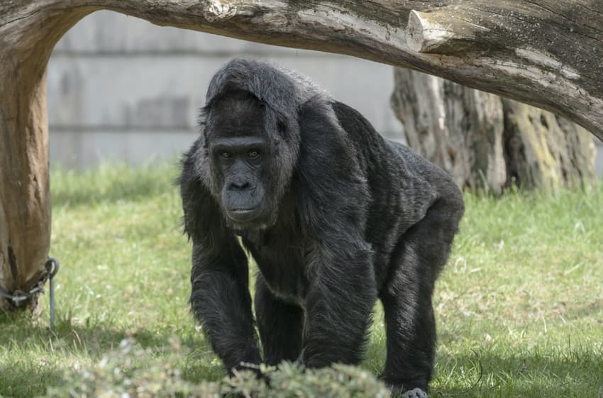Europe's oldest gorilla celebrates 60th birthday in Berlin