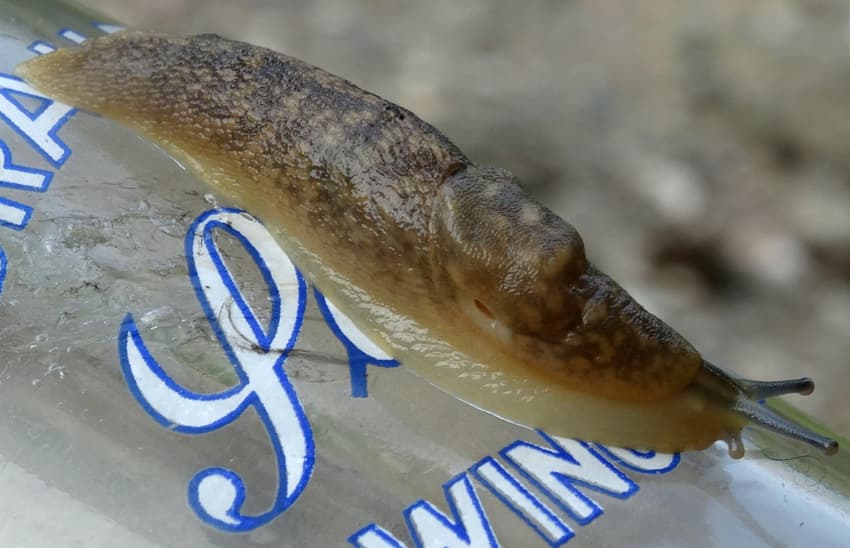 'Beer slug' thought extinct reappears in Hamburg after 80 years