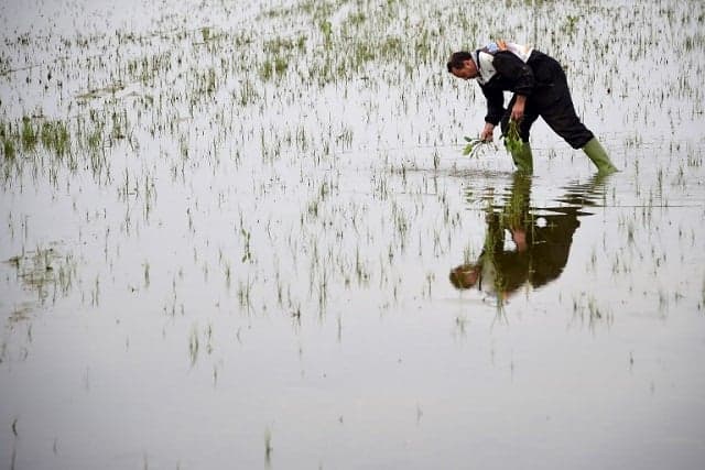 Italy's rice producers threatened by foreign imports