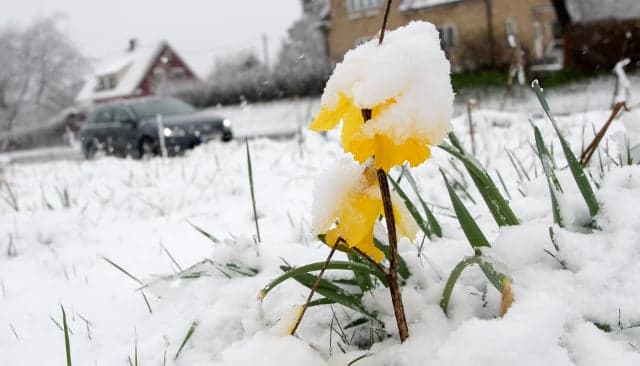 Here's when spring will return to Sweden