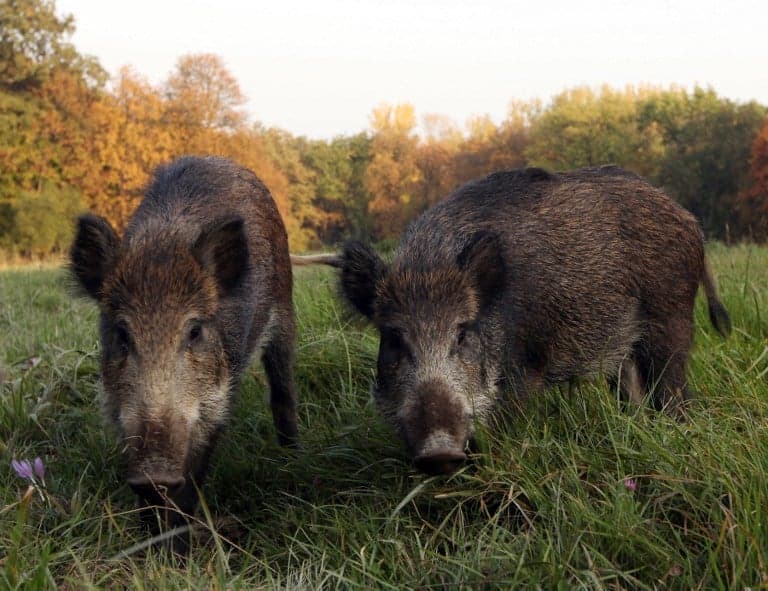 British ambassador bruised after boar gives chase in Vienna park