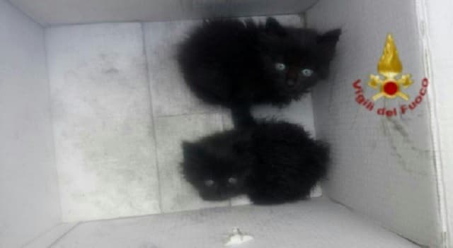 Firefighters rescue kittens who survived massive waste depot fire south of Rome