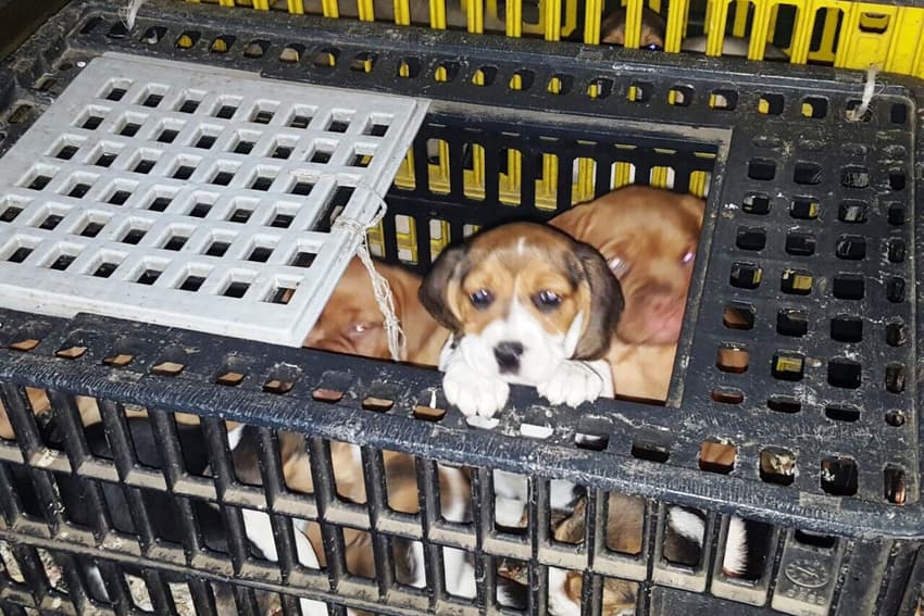 Dog shelter overrun by cuteness after police bust finds 42 puppies
