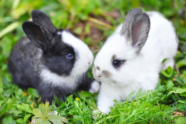 Rabbits suffer cruel death after being left in Geneva bin