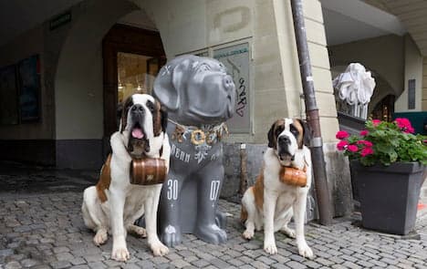 Saint Bernard dogs overrun Swiss capital