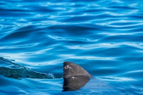 Beaches closed in Mallorca amid shark fears