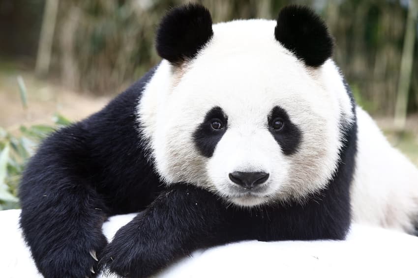 Berlin zoo to welcome two new giant pandas
