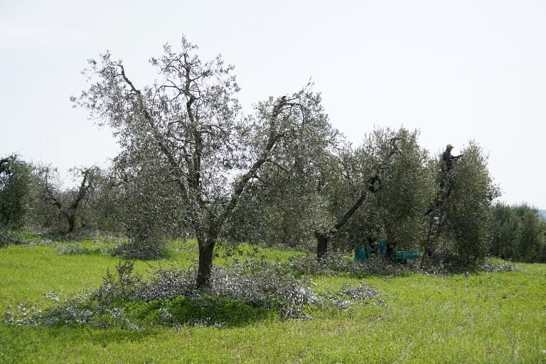 Spain hit by deadly bacteria threatening olive trees