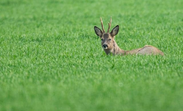 France: Hunt begins for violent Dordogne deer