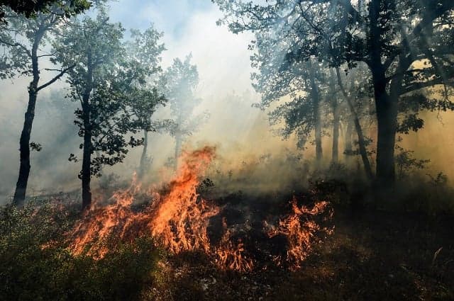 IN PICTURES: Fires continue to devastate France