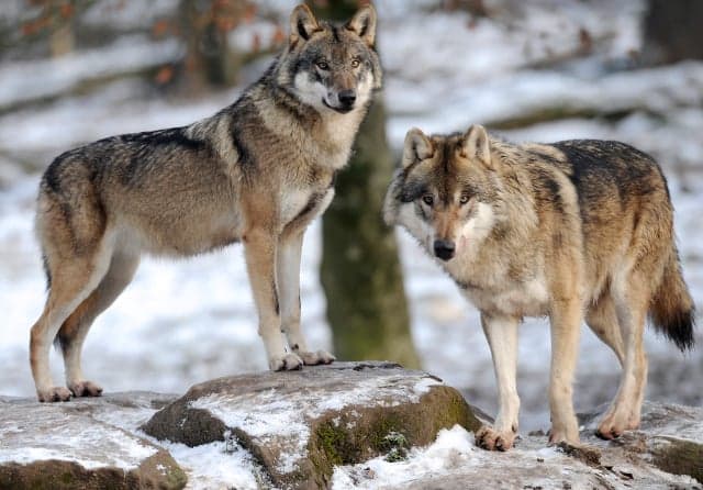 France to send wolves to the slaughter in bid to save sheep flocks